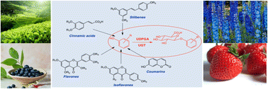 Graphical abstract: Dietary substances and their glucuronides: structures, occurrence and biological activity