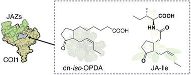Graphical abstract: Recent advances in the chemistry and biology of plant oxylipin hormones