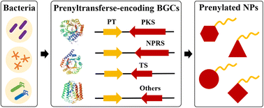 Graphical abstract: Prenylated bacterial natural products: occurrence, chemical diversity, biosynthesis and bioactivity