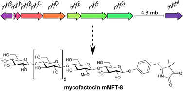 Graphical abstract: Recent insights into the biosynthesis and biological activities of the peptide-derived redox cofactor mycofactocin