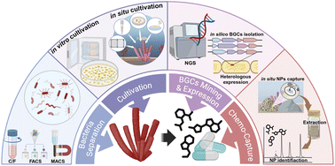 Graphical abstract: Unlocking marine treasures: isolation and mining strategies of natural products from sponge-associated bacteria