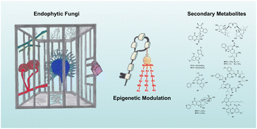 Graphical abstract: Unlocking the metabolic potential of endophytic fungi through epigenetics: a paradigm shift for natural product discovery and plant–microbe interactions