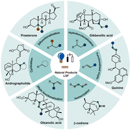 Graphical abstract: Photo-/electro-chemical catalysis: a promising toolkit for late-stage functionalization of alkene-containing natural products