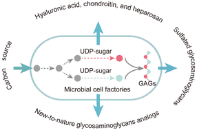 Graphical abstract: Microbial engineering for natural and unnatural glycosaminoglycans biosynthesis