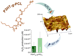 Graphical abstract: Nanostructured films from poly(3-hexylthiophene)-graft-poly(ε-caprolactone) as light-responsive generators of reactive oxygen species