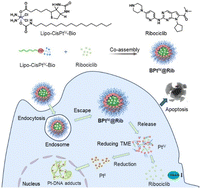Graphical abstract: A biotin guided PtIV amphiphilic prodrug synergized with CDK4/6 inhibition for enhanced tumor targeted therapy