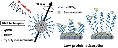 Graphical abstract: NMR studies of PEG chain dynamics on mesoporous silica nanoparticles for minimizing non-specific binding