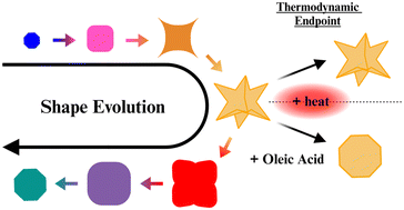 Graphical abstract: Deciphering the multifaceted role of oleic acid in synthesizing multibranched cobalt ferrite nanoparticles with enhanced magnetic properties