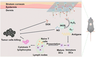Graphical abstract: Microneedle-based nanomotor cancer vaccine combined with chemotherapy for synergistic melanoma therapy