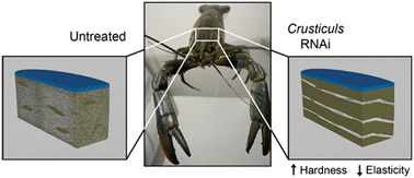 Graphical abstract: Cuticular proteins (crusticuls) affect 3D chitin bundle nanostructure