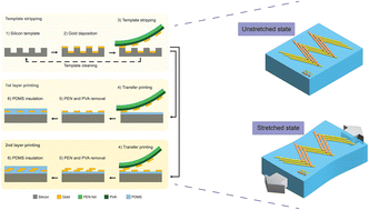Graphical abstract: A multilayer template stripping transfer printing method for engineered stretchable electronics