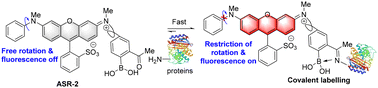 Graphical abstract: Sensitive detection and labelling of proteins with a molecular rotor-based fluorogenic probe