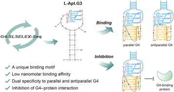 Graphical abstract: G4-SLSELEX-Seq-driven discovery of a G4-specific targeting L-RNA aptamer with unique structural features