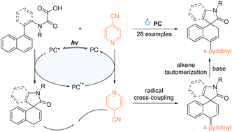 Graphical abstract: Visible-light-induced dearomative 1,4-carbamoylpyridinylation of nonactivated naphthalenes
