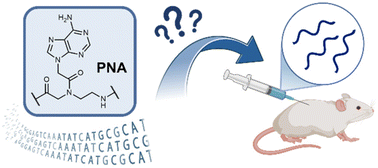 Graphical abstract: Strategies for the optimisation of troublesome peptide nucleic acid (PNA) sequences