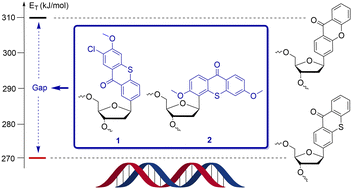 Graphical abstract: Triplet-sensitized cyclobutane pyrimidine dimer damage and crosslinks in DNA: filling the triplet energy gap between xanthone and thioxanthone