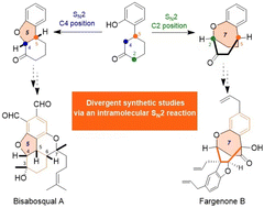 Graphical abstract: Divergent synthetic studies towards bisabosqual A and fargenone B via an intramolecular SN2 reaction