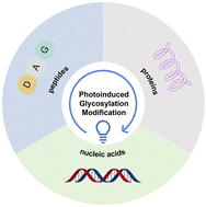 Graphical abstract: Photocatalytic glycosylation of peptides, proteins, and nucleic acids