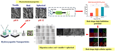Graphical abstract: Effect of shape on cellular internalization and anti-cancer efficacy of hydroxyapatite nanoparticles in an osteosarcoma cell line