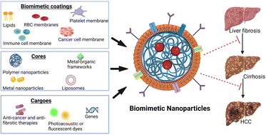 Graphical abstract: Biomimetic nanoparticles for targeted therapy of liver disease