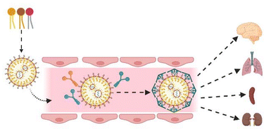 Graphical abstract: A new strategy for the extrahepatic delivery of lipid-based nanomedicines: a protein corona-mediated selective targeting system based on an ionizable cationic lipid library