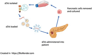 Graphical abstract: The potential of small extracellular vesicles for pancreatic cancer therapy