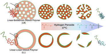 Graphical abstract: Self-assembly of thioether-based diblock copolymers: a comparative study of linear and bottlebrush architectures