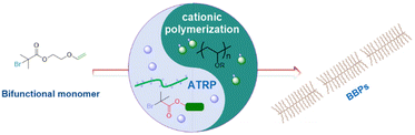 Graphical abstract: “Grafting-from” synthesis of polyvinyl ether bottlebrush polymers via a combination of cationic polymerization and ATRP