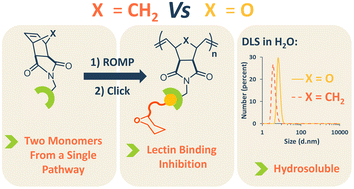 Graphical abstract: Hydrophilic and clickable poly(oxa)norbornenes for multivalent lectin binding