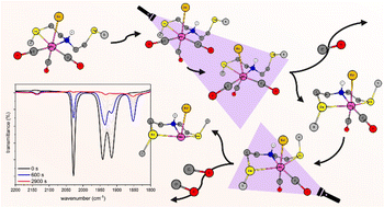 Graphical abstract: Taming a silent killer: uncovering the role of excited states and uncoordinated selenium moieties in the CO photorelease mechanism of manganese(i) carbonyl compounds