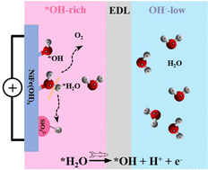 Graphical abstract: Brønsted base tuning the local reaction environment to enhance neutral water oxidation