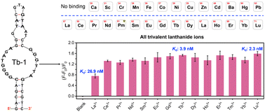 Graphical abstract: A DNA aptamer for trivalent lanthanide ions with low nanomolar affinity