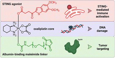 Graphical abstract: Albumin-targeted oxaliplatin(iv) prodrugs bearing STING agonists
