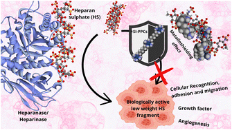 Graphical abstract: SI-PPC-induced modulation of heparin/heparanase binding affinity: a steered molecular dynamics approach