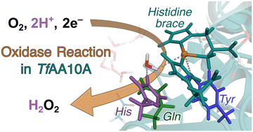 Graphical abstract: The mechanism behind the oxidase activity of cellulose-active AA10 lytic polysaccharide monooxygenases