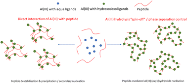 Graphical abstract: Peptide-mediated Al(iii) (oxy)(hydr)oxide formation: the specific stages of phase separation for additive interactions matter