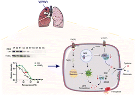 Graphical abstract: Vanadates inhibit non-small cell lung cancer through modulation of ferroptosis mediated by the CBS-CPS1 axis