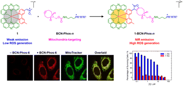 Graphical abstract: Bioorthogonal activation and mitochondrial targeting of a near-infrared-emitting iridium(iii) nitrone complex via cyclooctynylated phosphonium cations for enhanced cellular imaging and photodynamic therapy