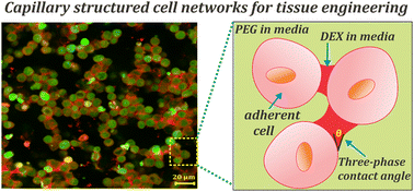 Graphical abstract: Fabrication of 3D structured human cell networks using capillary cell suspensions from aqueous two-phase systems
