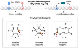 Graphical abstract: Polyfluorinated reagents for peptide stapling
