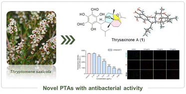 Graphical abstract: Thrysaxinones A–F: antibacterial phloroglucinol-terpenoid adducts from Thryptomene saxicola