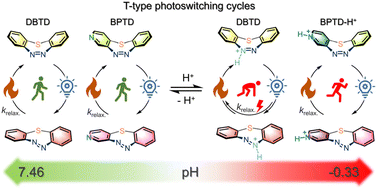 Graphical abstract: Acidic pH-modulated photoswitching of sulfur-bridged seven-membered cyclic azopyridines