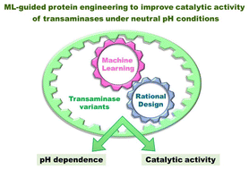 Graphical abstract: Machine learning-guided protein engineering to improve the catalytic activity of transaminases under neutral pH conditions