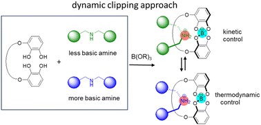 Graphical abstract: Dynamic clipping strategy to synthesize [2]rotaxanes consisting of borate ion-containing crown ether and ammonium ions with kinetic and thermodynamic control