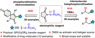 Graphical abstract: Electrophilic intermolecular halo-phosphorothiolation and phosphorothiolation–dearomatization of alkenes/alkynes with N-phosphorothiosuccinimide