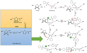 Graphical abstract: Conversion of fructose to 5-hydroxymethylfurfural in a ternary deep eutectic solvent-based biphasic system at mild temperature