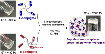 Graphical abstract: Peptide stereocomplex cross-links for polymer hydrogels