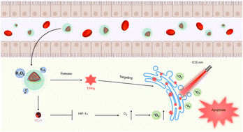 Graphical abstract: Endoplasmic reticulum-targeting activatable nanophotosensitizers for hypoxia relief and enhanced photodynamic therapy