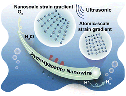 Graphical abstract: Boosting hydrogen evolution via flexoelectric catalysis in gradient F-doped hydroxyapatite nanowires