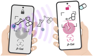 Graphical abstract: Tandem activated caged galactoside prodrugs: advancing beyond single galactosidase dependence